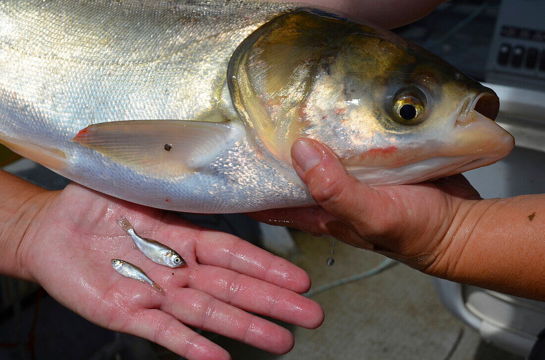 Invasive silver carp adult and juveniles, Missouri, USA