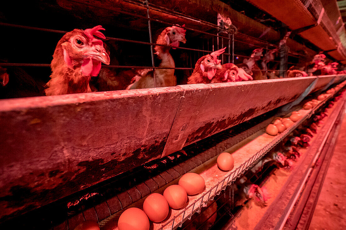 Chickens in battery cages, Puerto Rico