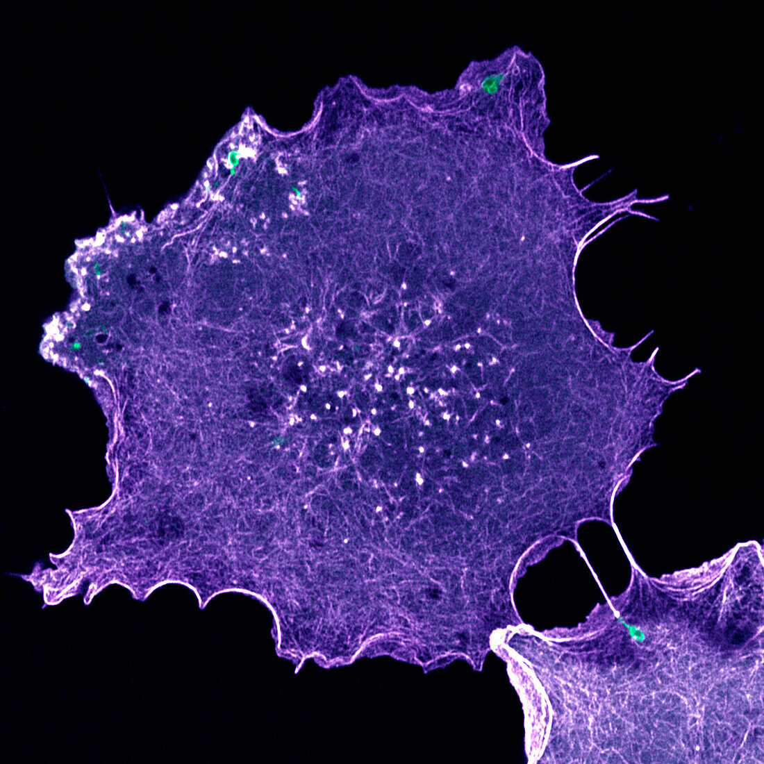 Actin cytoskeleton, confocal light micrograph