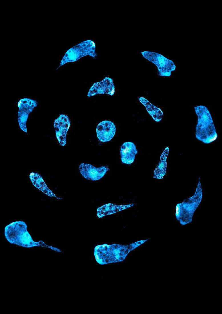 Macrophages, confocal light micrograph