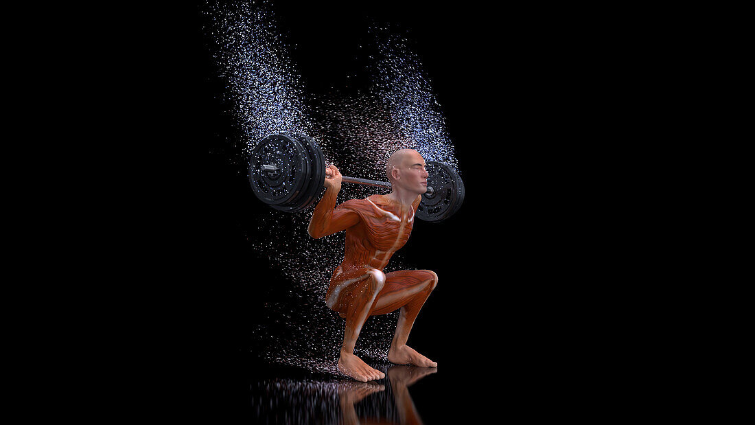 Man doing a weighted squat, illustration