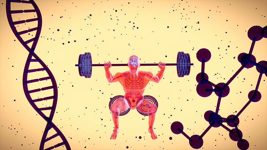 Man doing a weighted squat, illustration