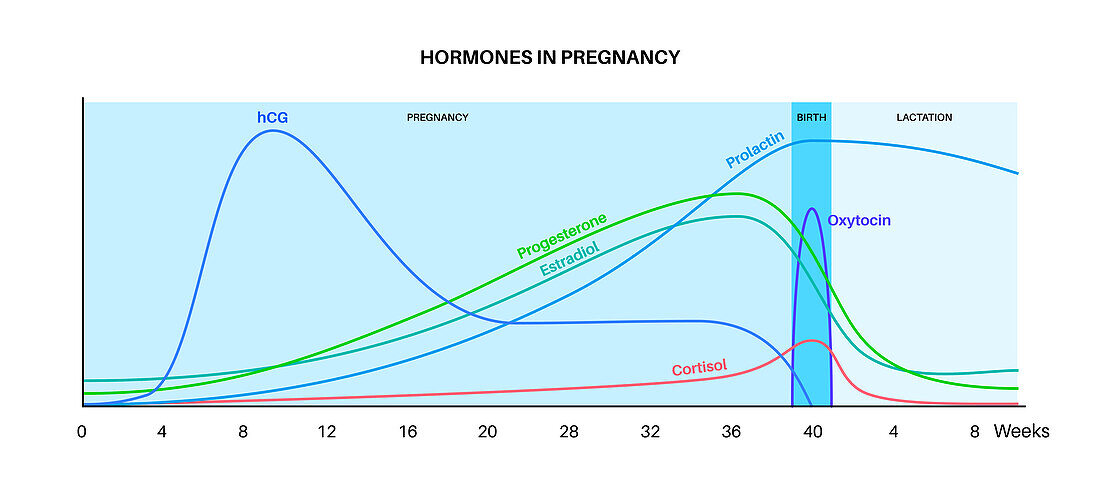 Hormones in pregnancy, illustration