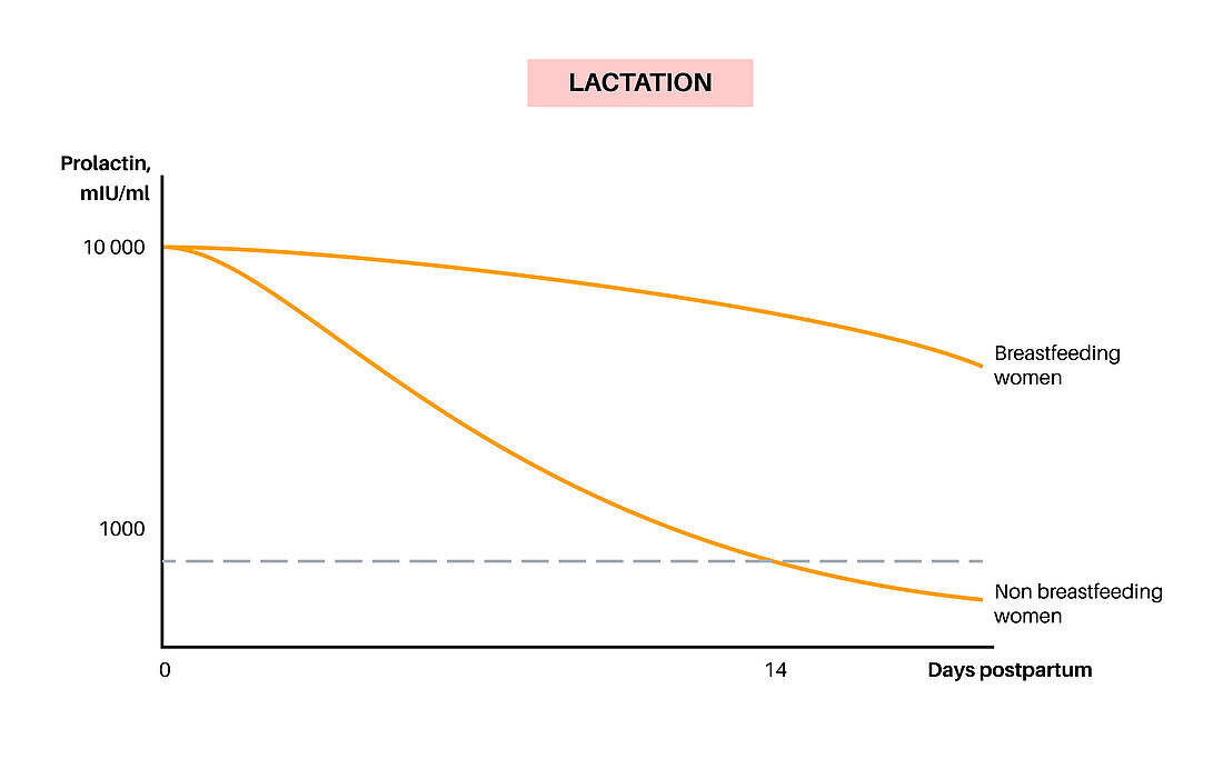Lactation infographic, illustration