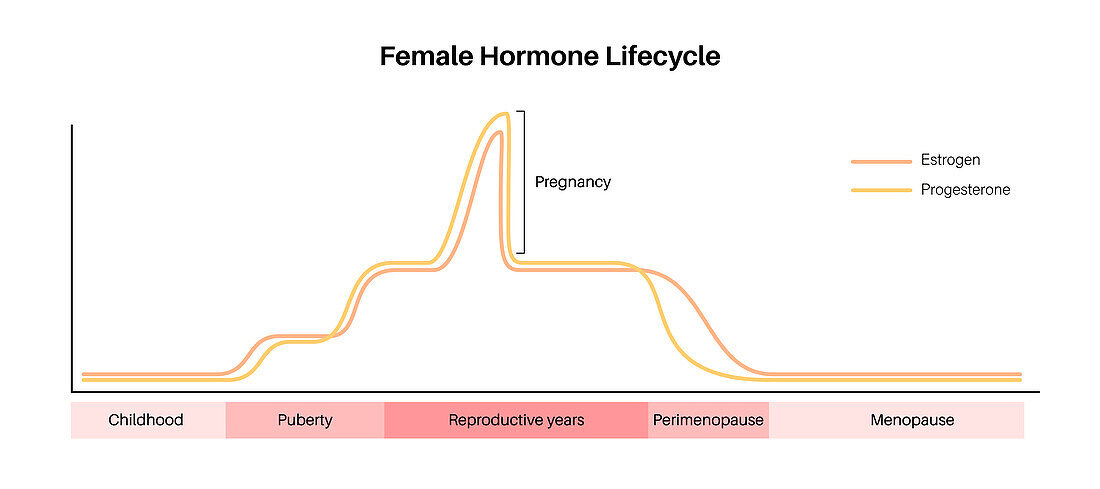 Female hormones lifecycle, illustration