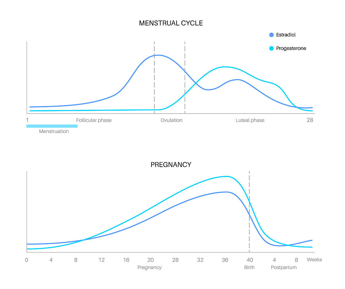 Hormones during menstrual cycle and pregnancy, illustration