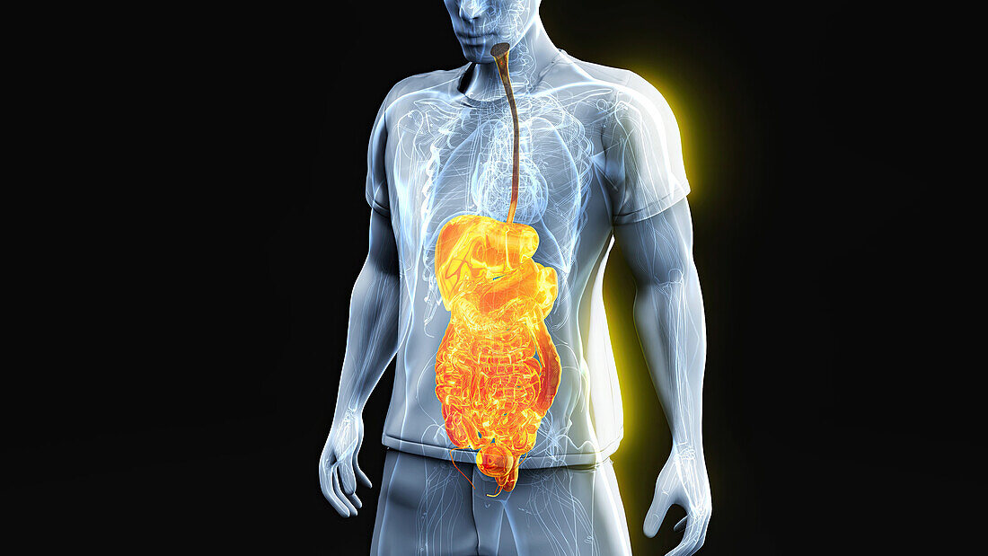 Male abdominal and pelvic organs, illustration