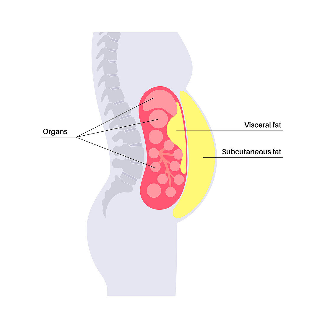 Visceral fat diagram, illustration