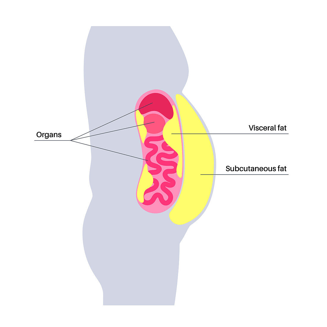 Visceral fat diagram, illustration