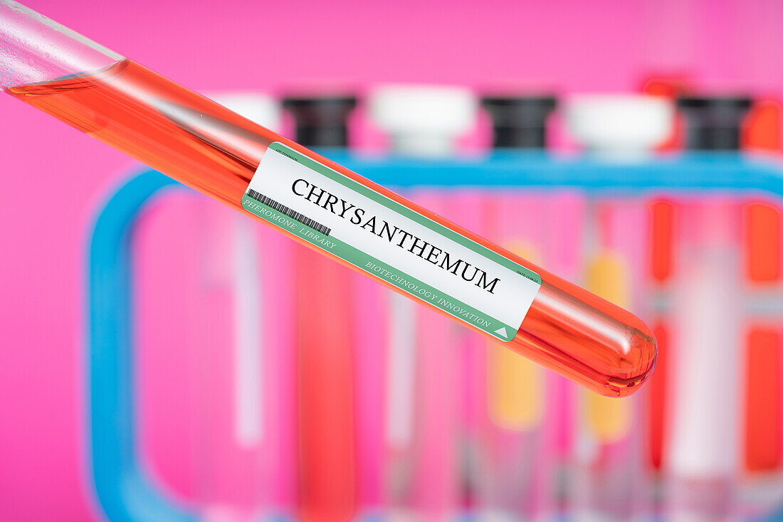 Chrysanthemum insecticide, conceptual image