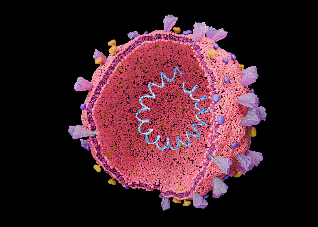 Coronavirus structure, illustration