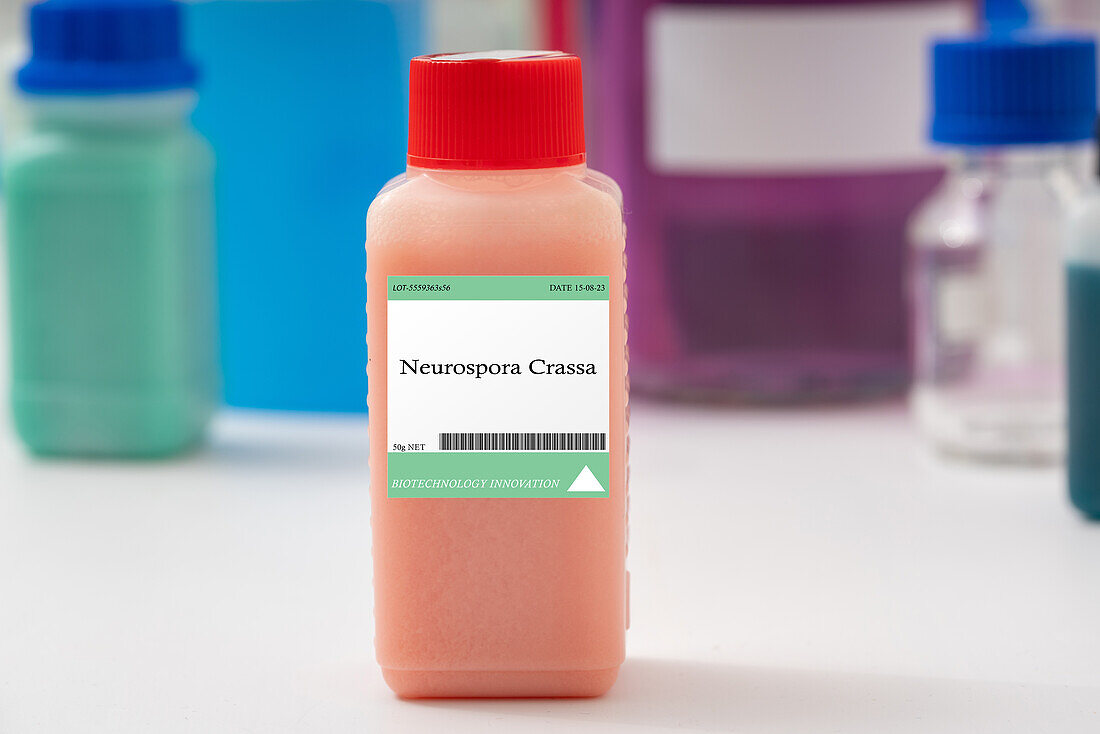 Neurospora crassa fungus, conceptual image