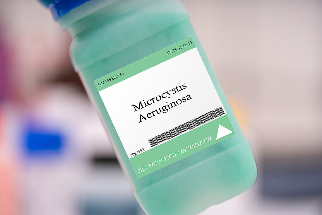 Microcystis aeruginosa microalgae, conceptual image