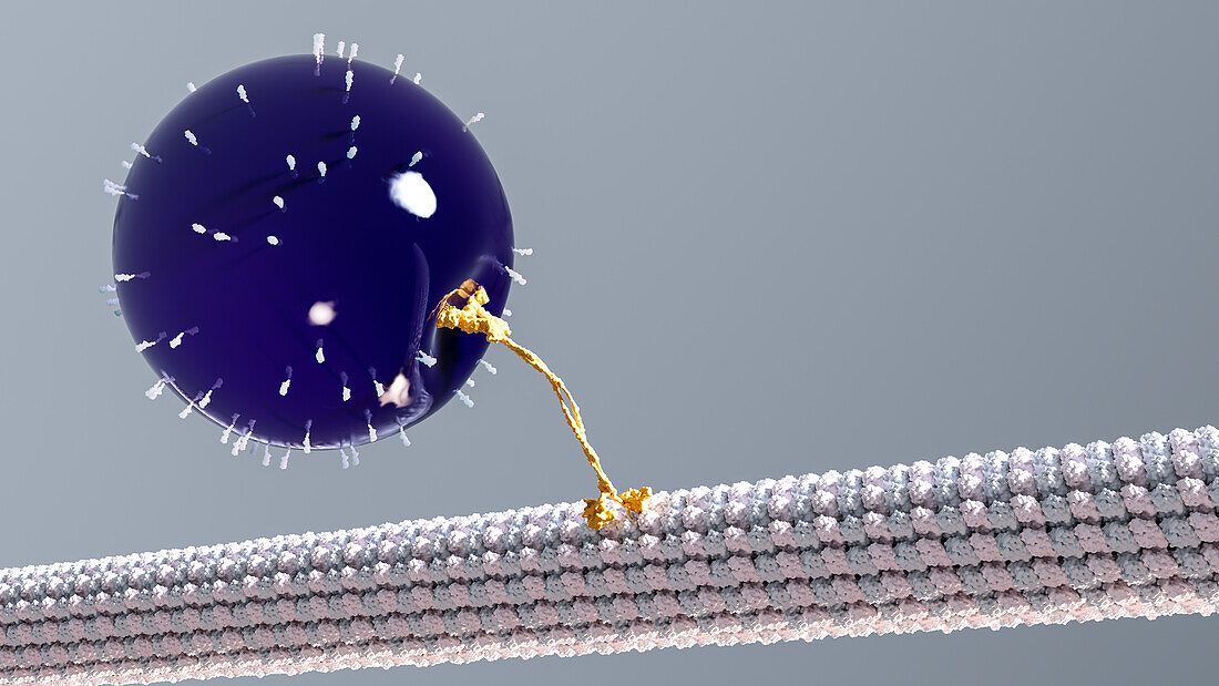Kinesin walking along a microtubule, illustration