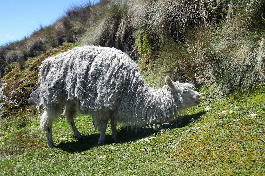 Sheep, El Cajas National Park, Azuay, Ecuador