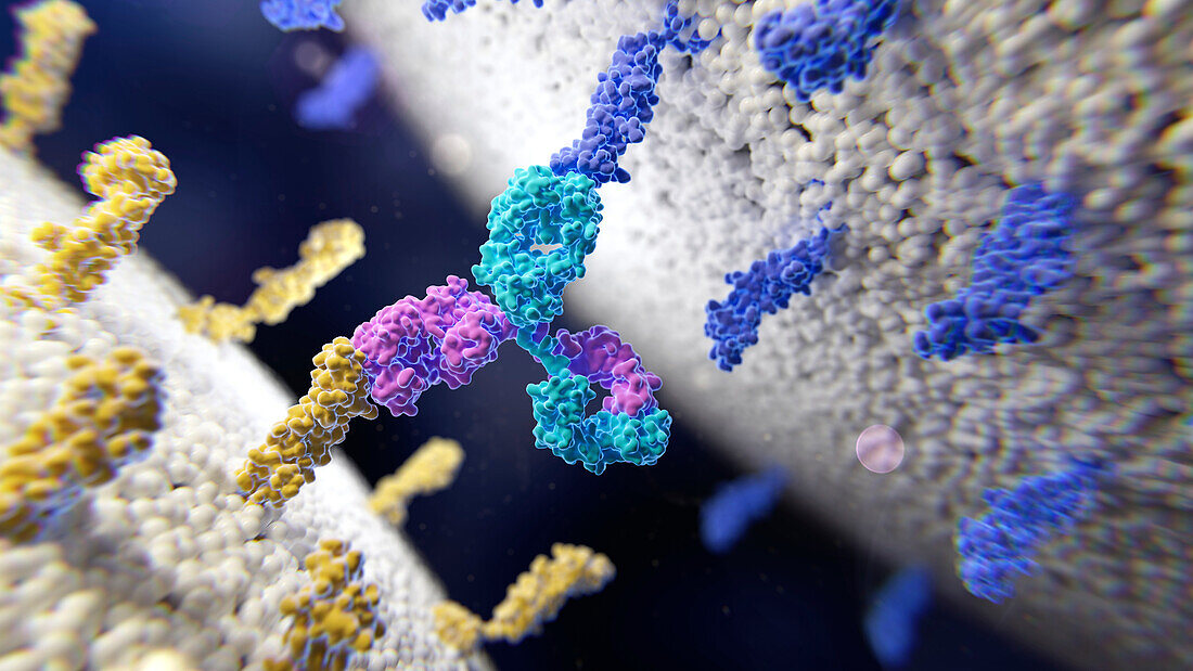 Bispecific antibody in action, illustration