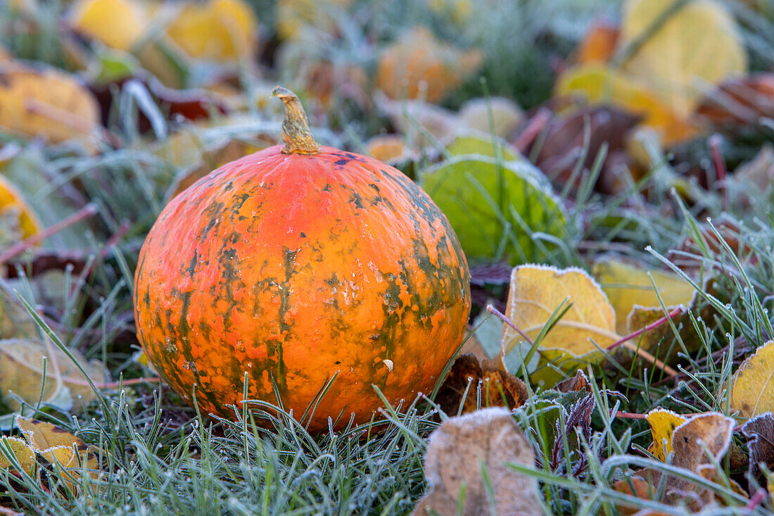 Hokkaido pumpkin on frozen autumn leaves