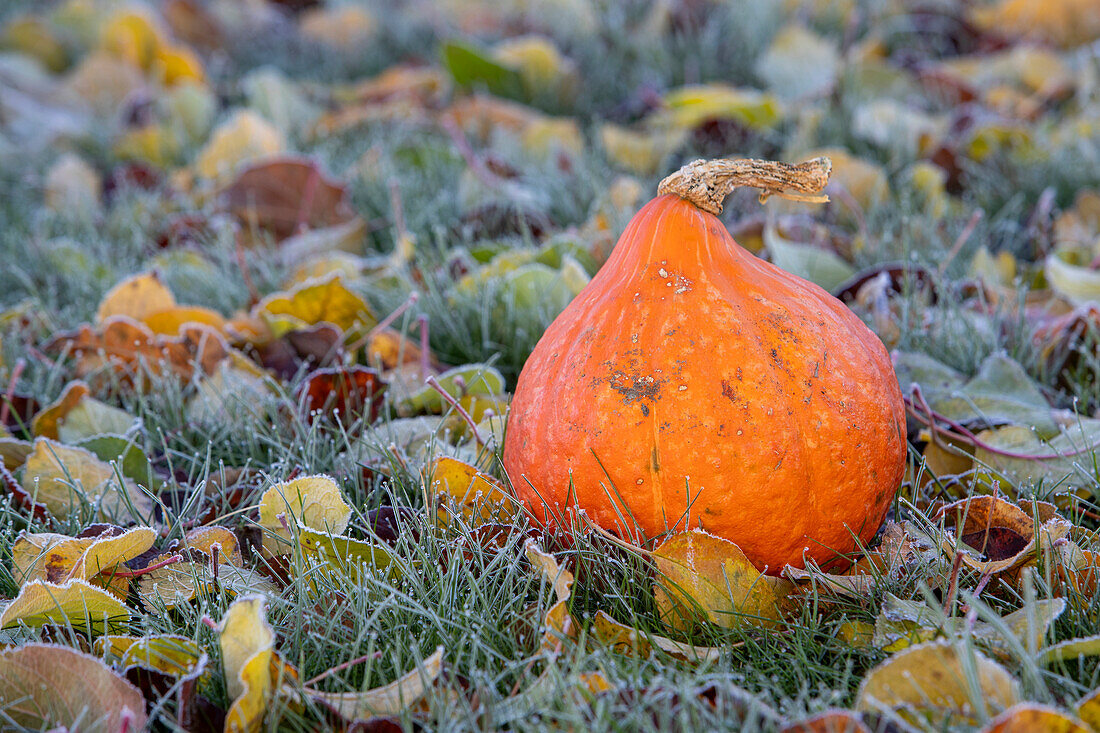 Pumpkin on frozen grass in autumn