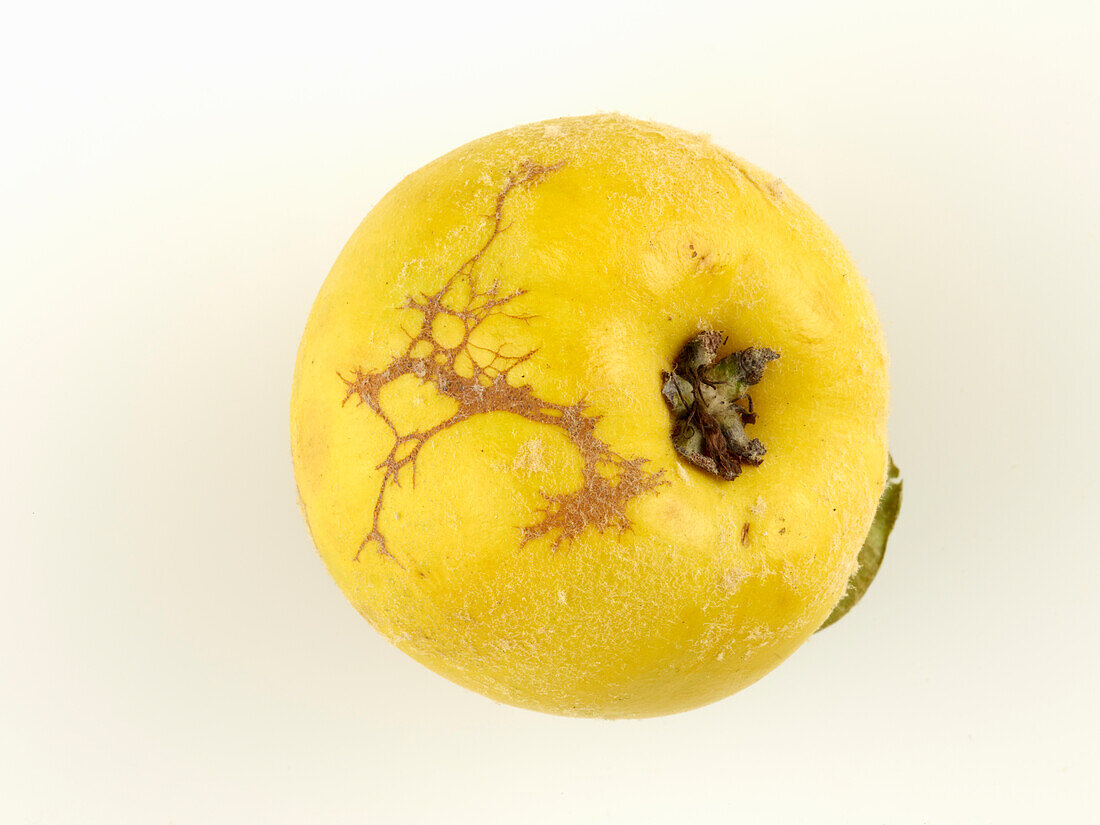 Ripe quince on a white background
