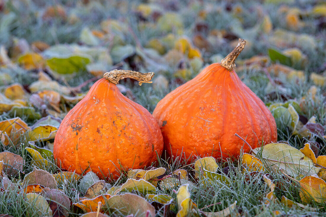 Two Hokkaido pumpkins on frozen autumn leaves