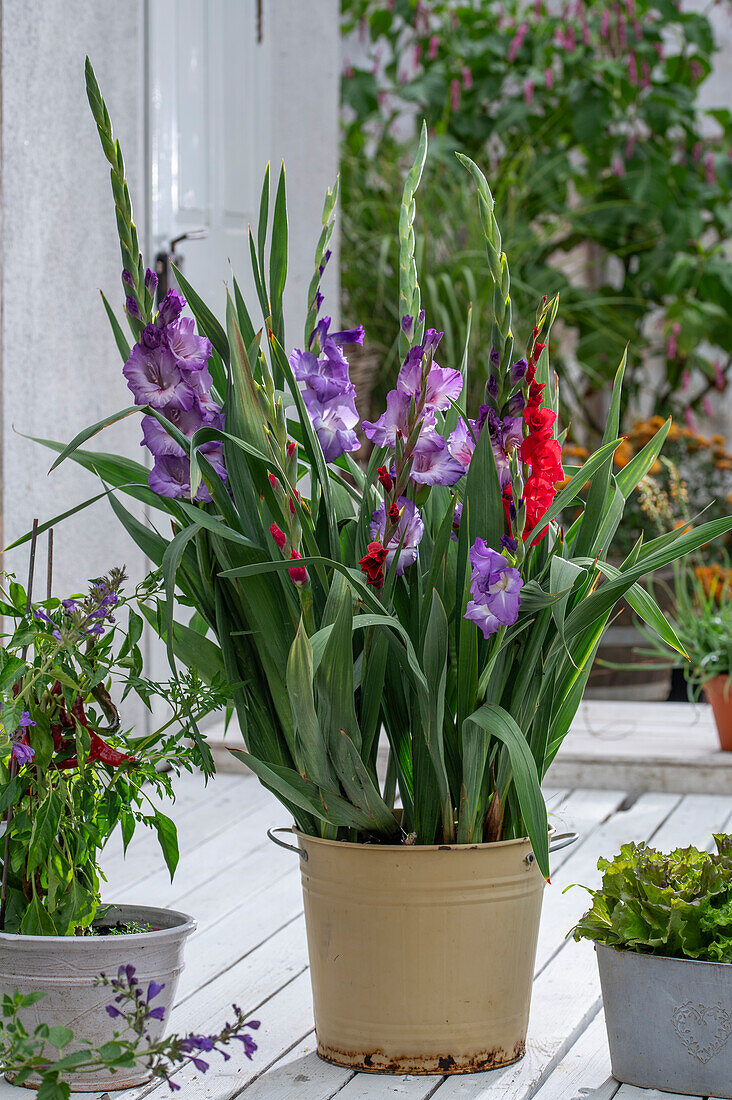 Gladiolen (Gladiolus) in Topf pflanzen