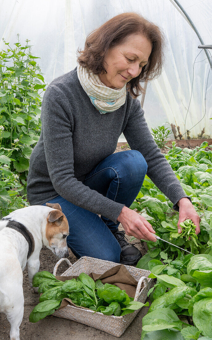 Woman harvesting spinach