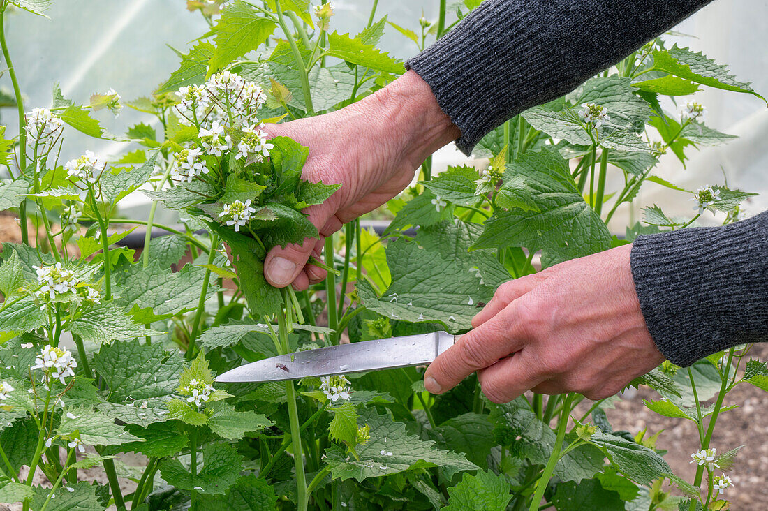 Harvesting garlic rocket