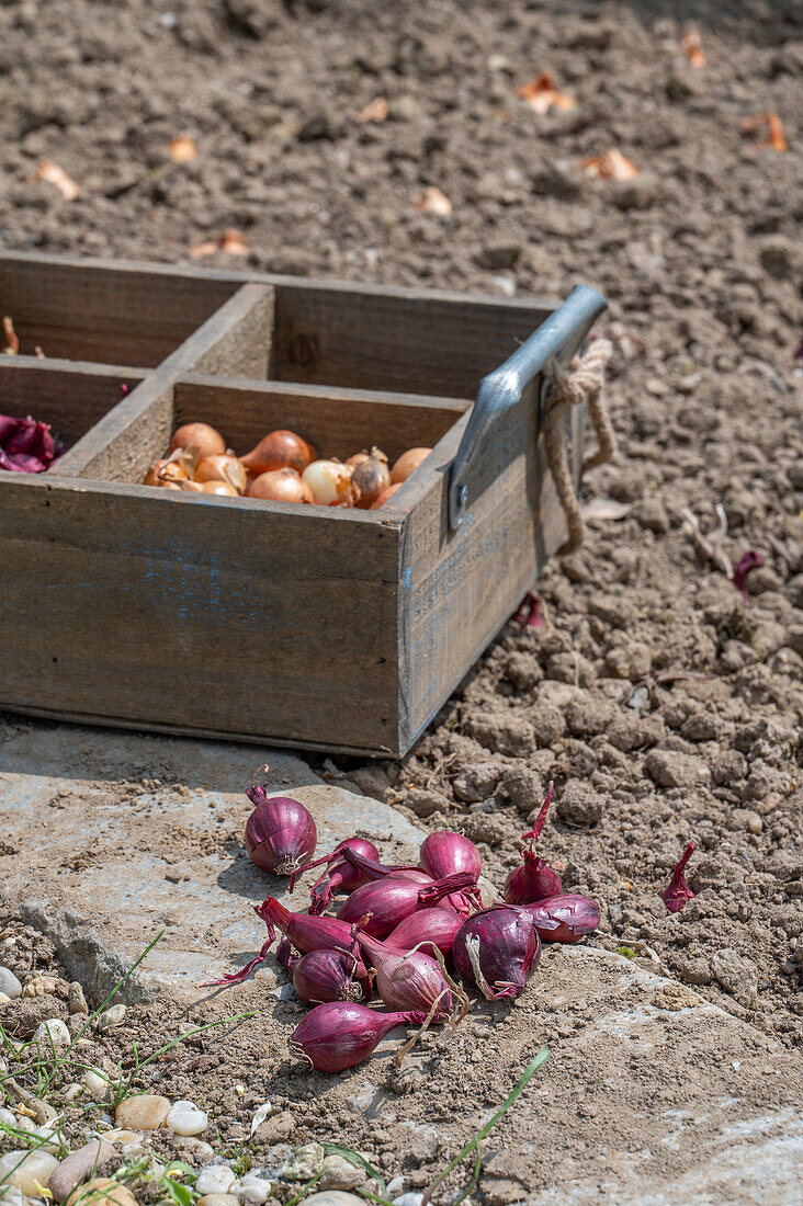 Onion sets (Allium Cepa) 'Stuttgarter Riesen' and 'Rote Karmen' in wooden crates for planting in the bed