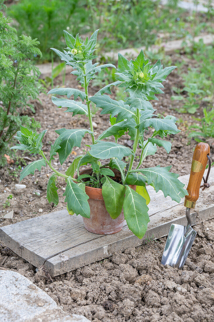 Henbane in a pot