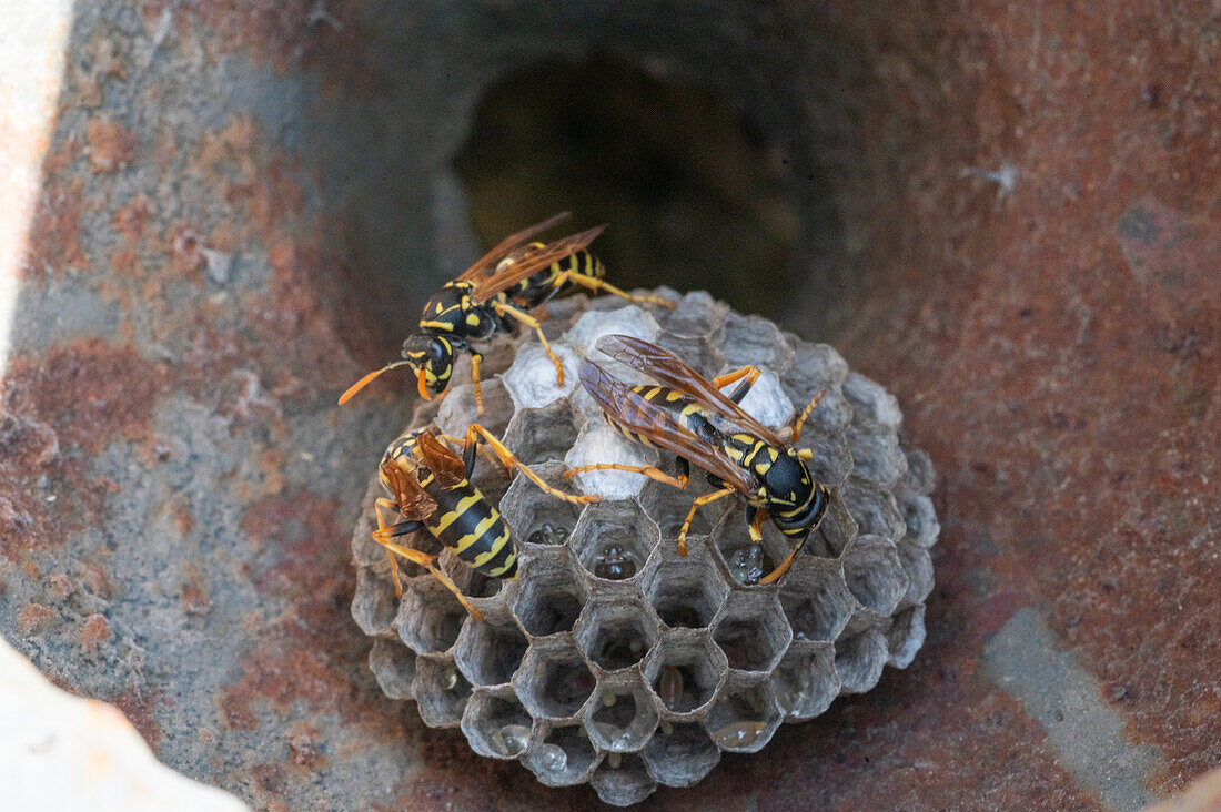 Wasps building a nest, detail