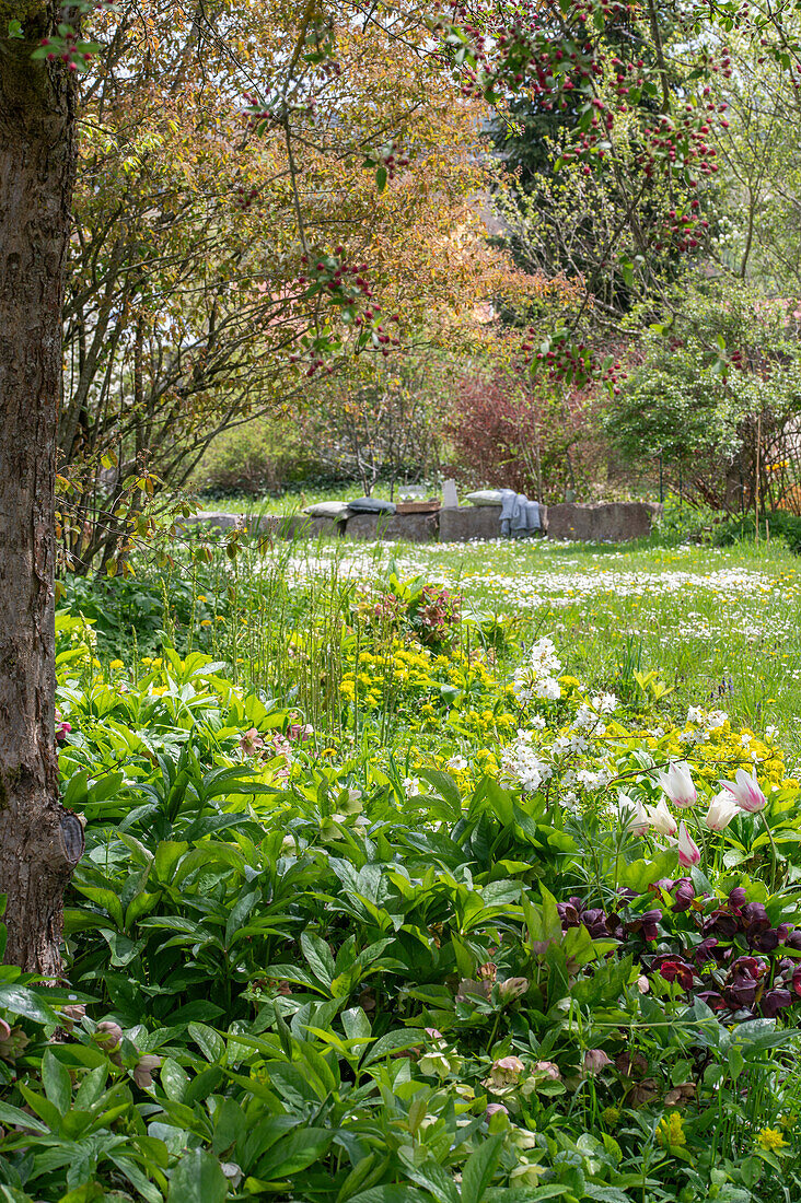 Lenzrosen (Helleborus) und  Tulpe (Tulipa) 'Marilyn' unter Zierapfelbaum im Garten