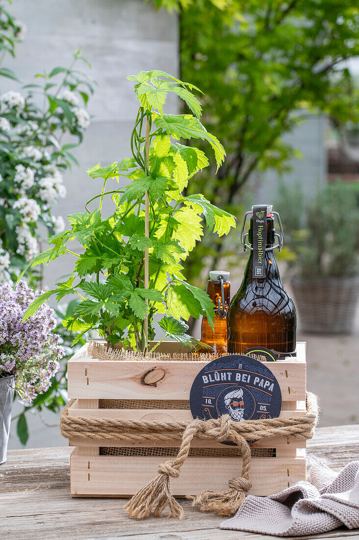 Hopfenpflanze mit Bier in Holzkiste