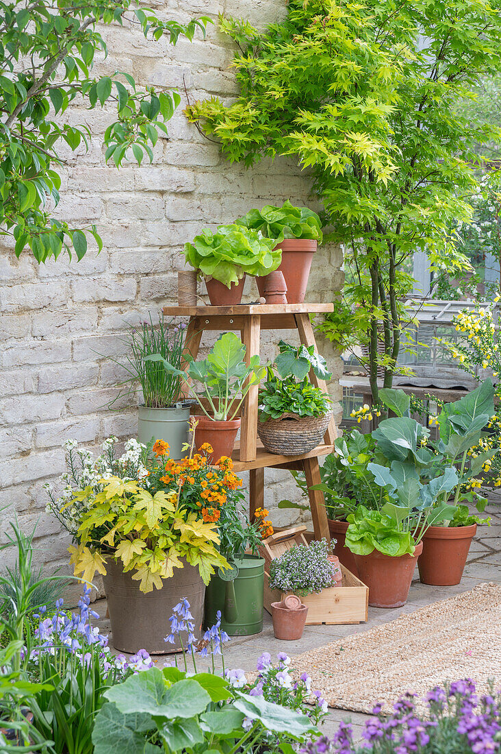 Lettuce, chives, kohlrabi, sorrel, cucumber, thyme, golden varnish, radish, foam flower 'Alabama Sunrise', golden varnish 'Copper', golden varnish 'Winter Spice', bluebells