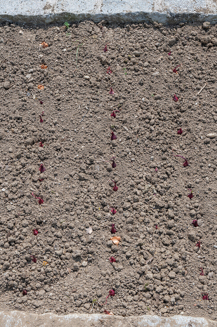 Onion sets (Allium cepa) 'Stuttgarter Riesen' after planting in the bed