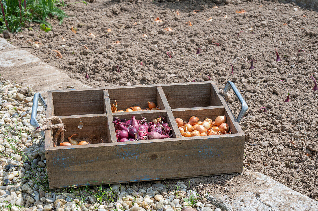 Onion sets (Allium Cepa) 'Stuttgarter Riesen' and 'Rote Karmen' in wooden crates for planting in the bed