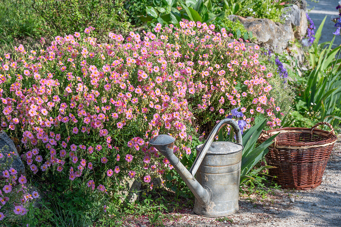 Sonnenröschen 'Lawrensons Pink' (Helianthemum) im Beet neben Gießkanne