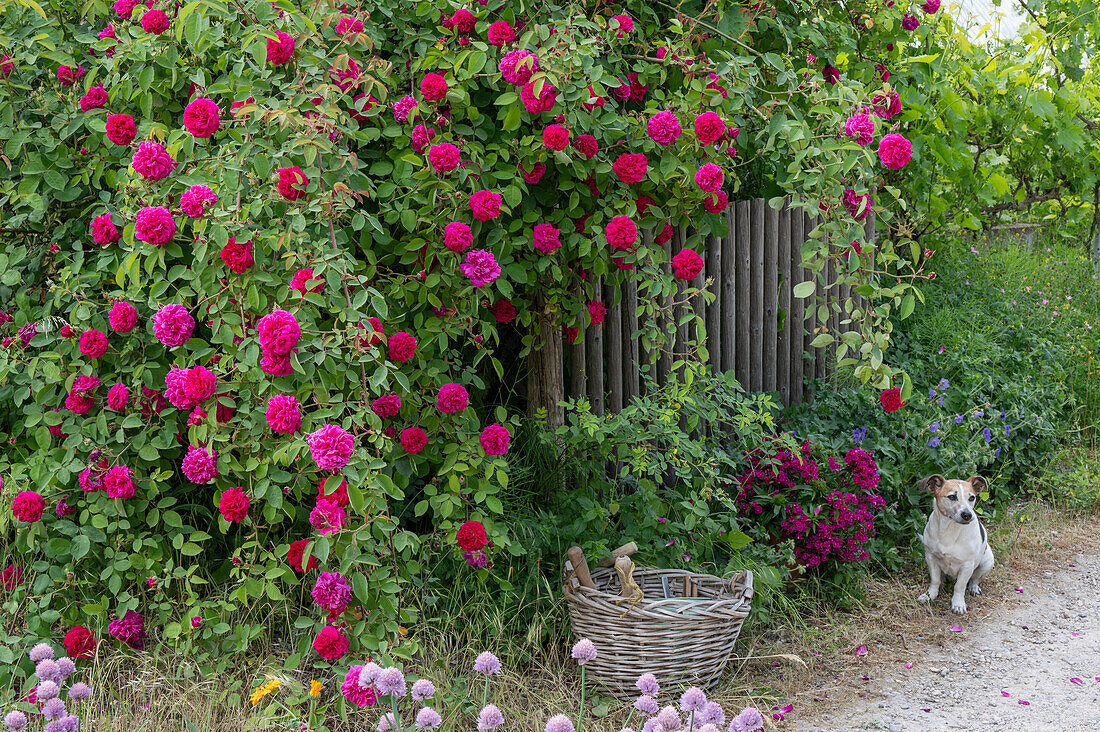 Bourbonrose (Rosa Borbonica) 'Vivid' einmalblühend als Heckenrose am Gartenzaun und Hund