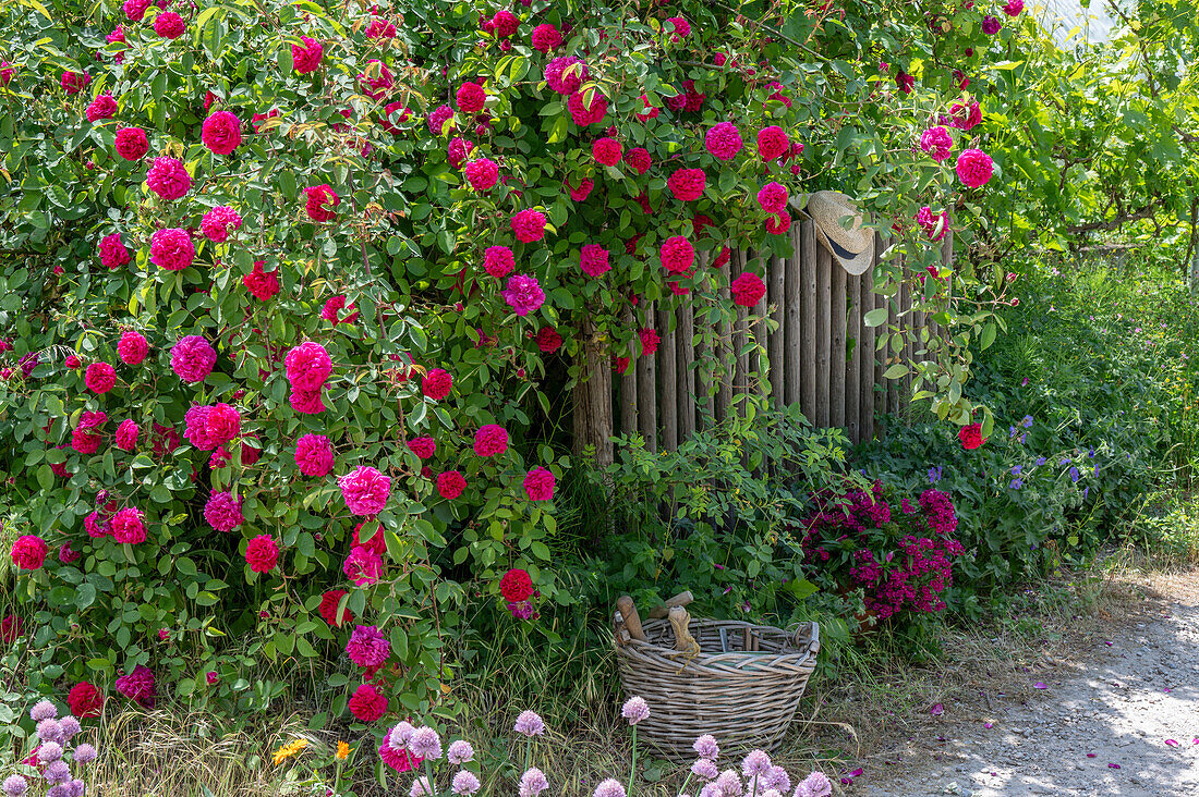 Bourbonrose (Rosa Borbonica) 'Vivid' einmalblühend als Heckenrose am Gartenzaun