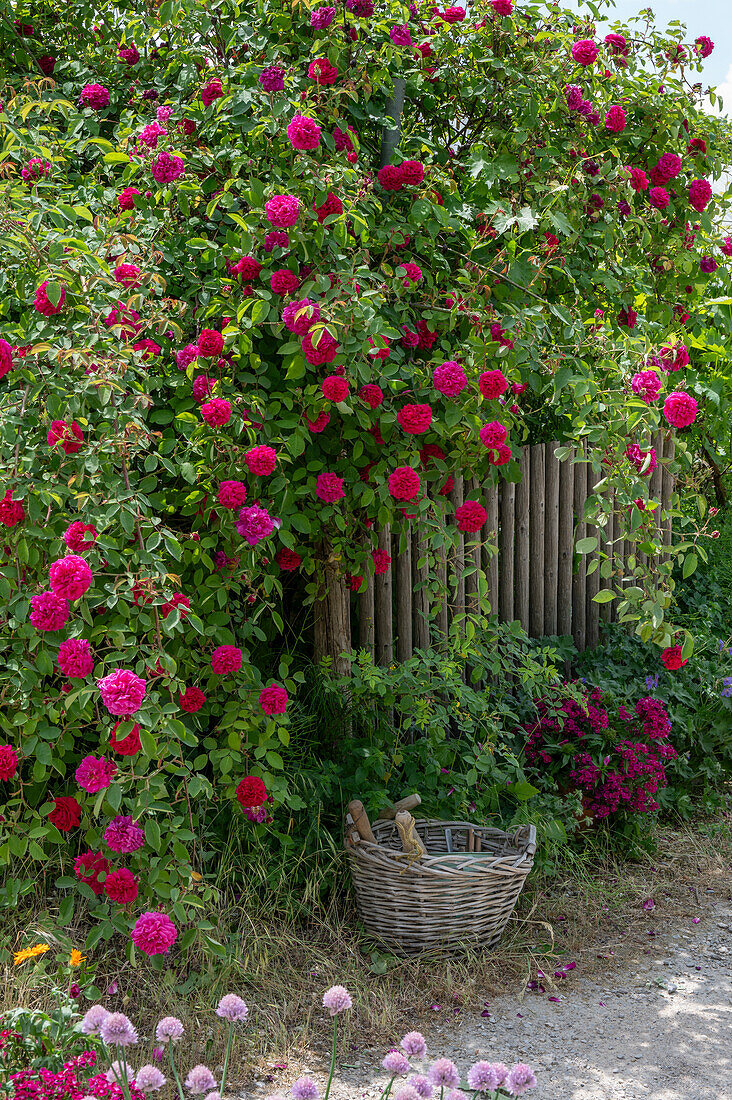 Bourbonrose (Rosa Borbonica) 'Vivid' einmalblühend als Heckenrose am Gartenzaun