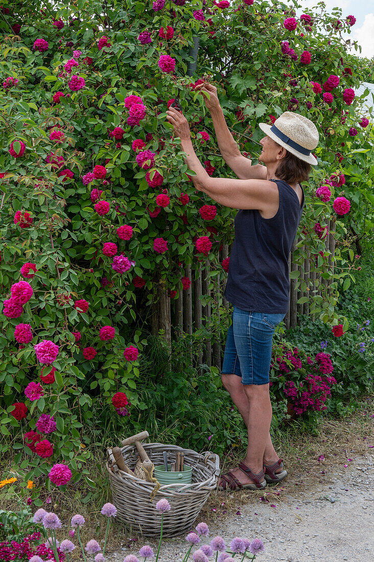 Bourbonrose (Rosa Borbonica) 'Vivid' einmalblühend als Heckenrose am Gartenzaun