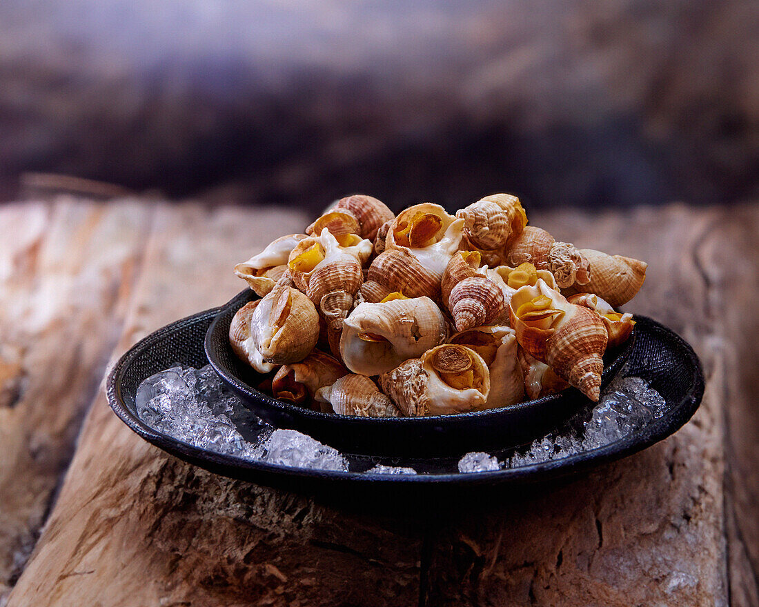 Sea snails served on ice