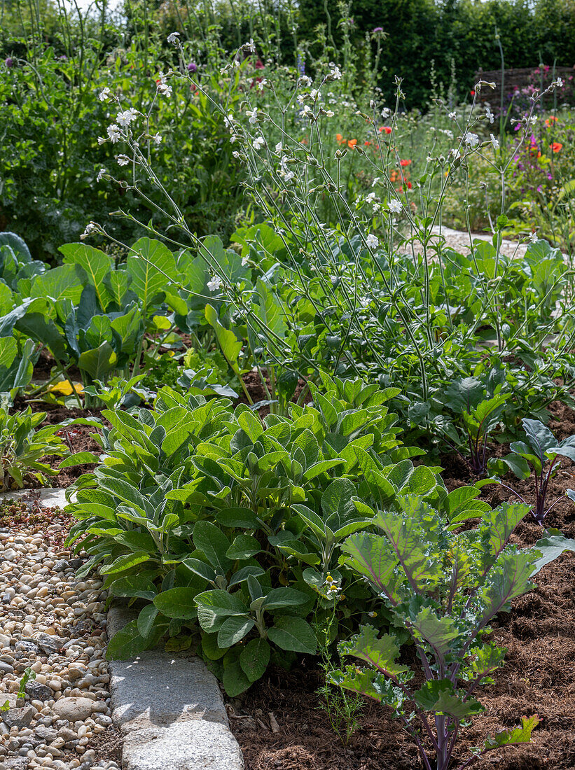 Salbei 'Berggarten' (Salvia Officinalis ) im Beet