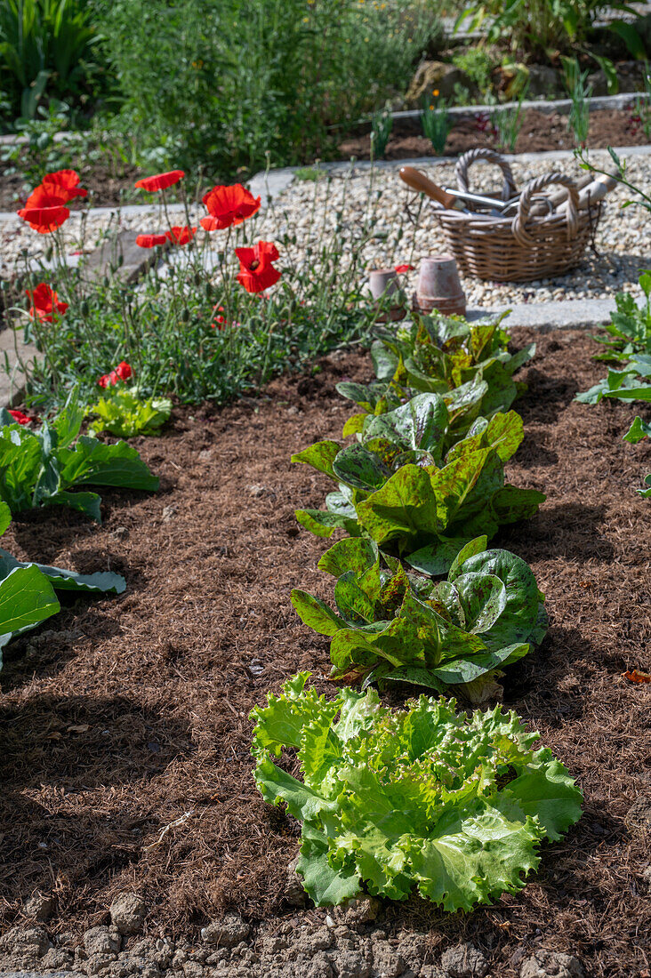 Romaine lettuce 'Forellenschluss' and green lettuce 'Batavia', cabbage and poppy (Papaver) in the vegetable patch