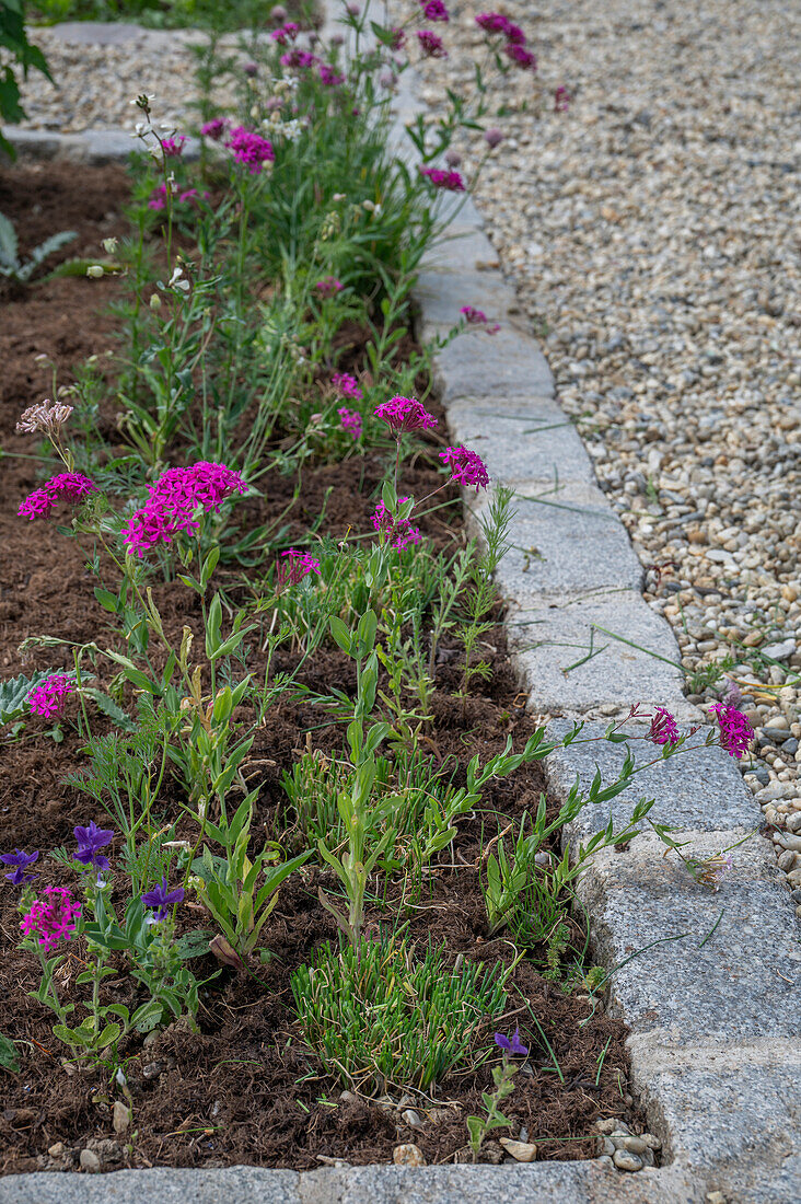 Pruning of chives in the bed and clove campion (Silene armeria) and crested sage (Salvia viridis)