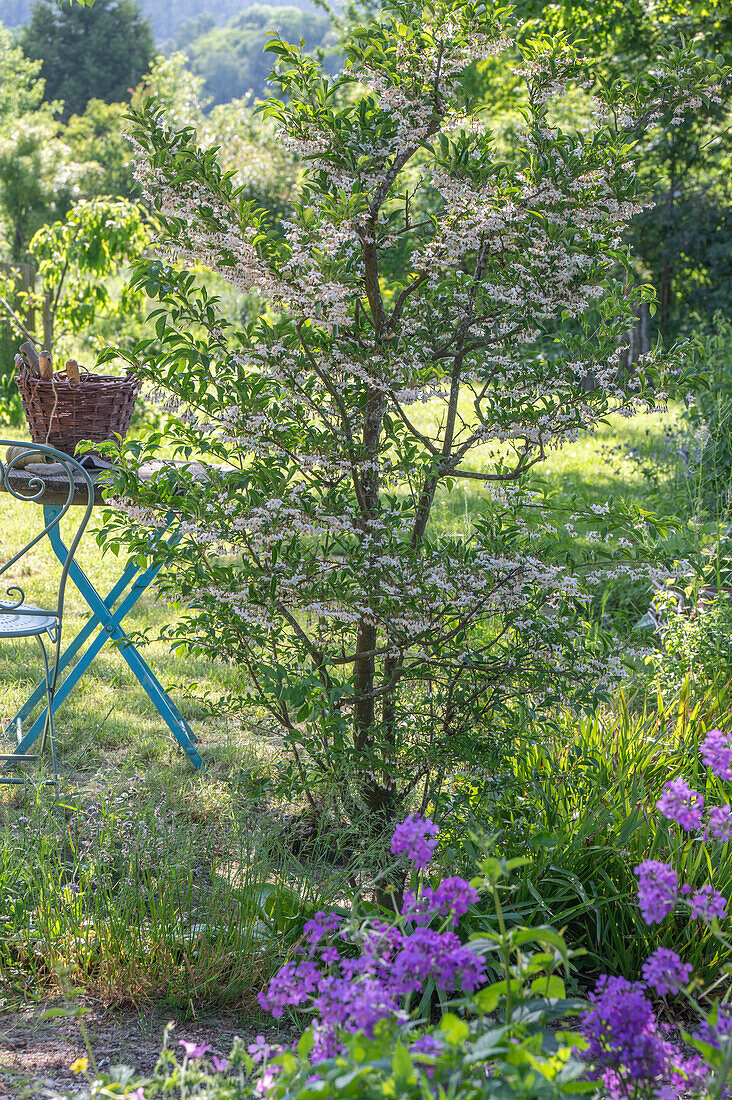 Japanischer Storaxbaum (Styrax japonicus) und Nachtviole (Hesperis matronalis) im Garten