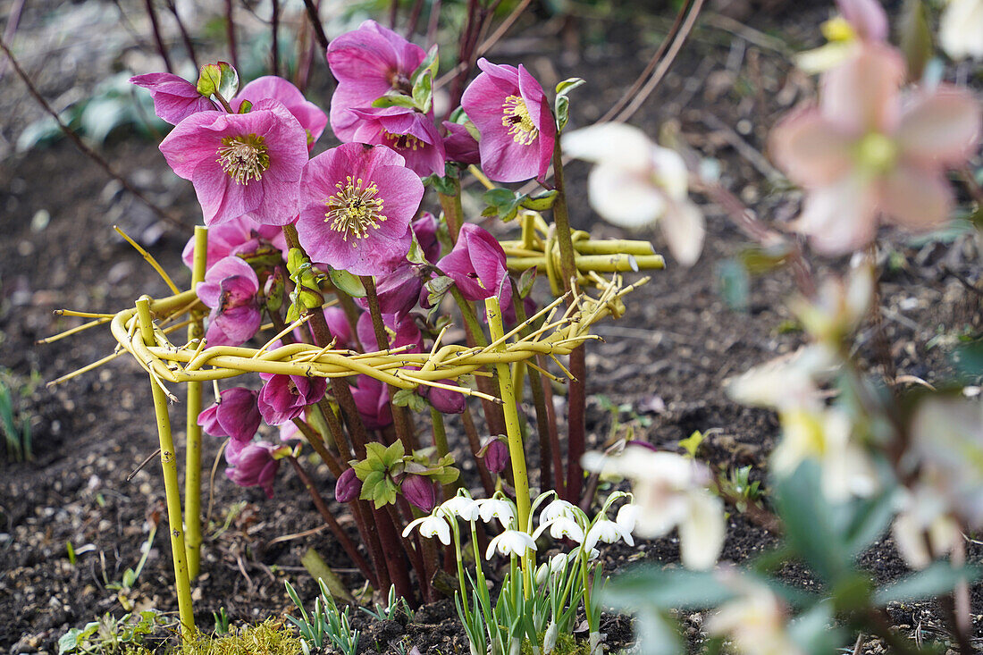 Christmas roses (Helleborus niger) with climbing aid and snowdrops (Galanthus) in garden bed