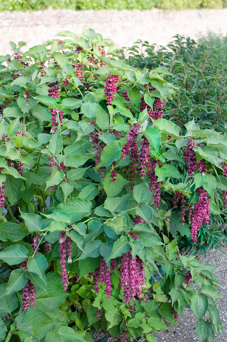 Karamellbeere (Leycesteria formosa) 'Golden Lanterns', blühend im Garten