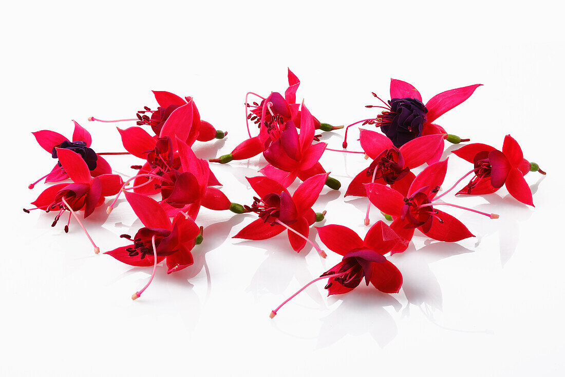 Edible red fuchsia flowers