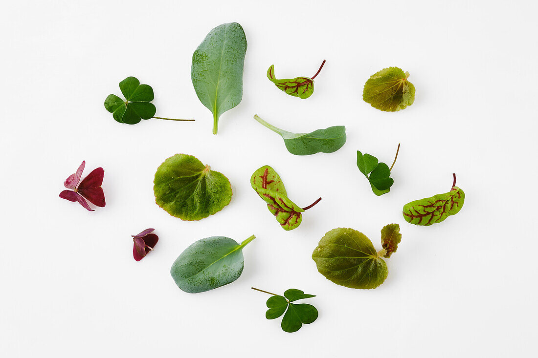 Blättchen verschiedener Mikrogreens und Keimblätter auf weißem Untergrund