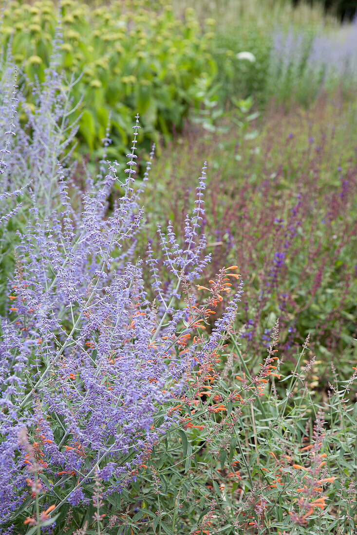 Agastache Firebird, Perovskia Blue Spire